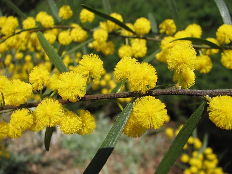 acacia-winter-wedding-blooms