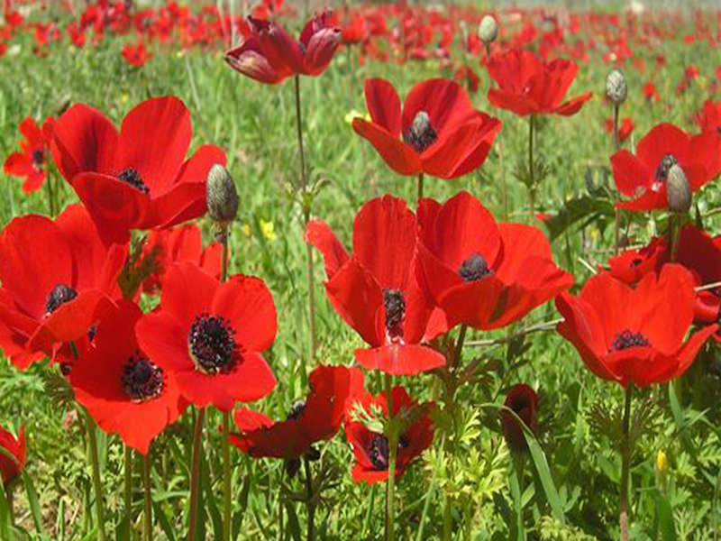 poppies-winter-wedding-blooms