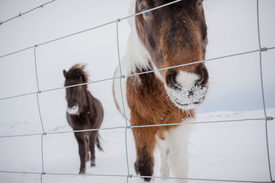 iceland-engagement-photos-1