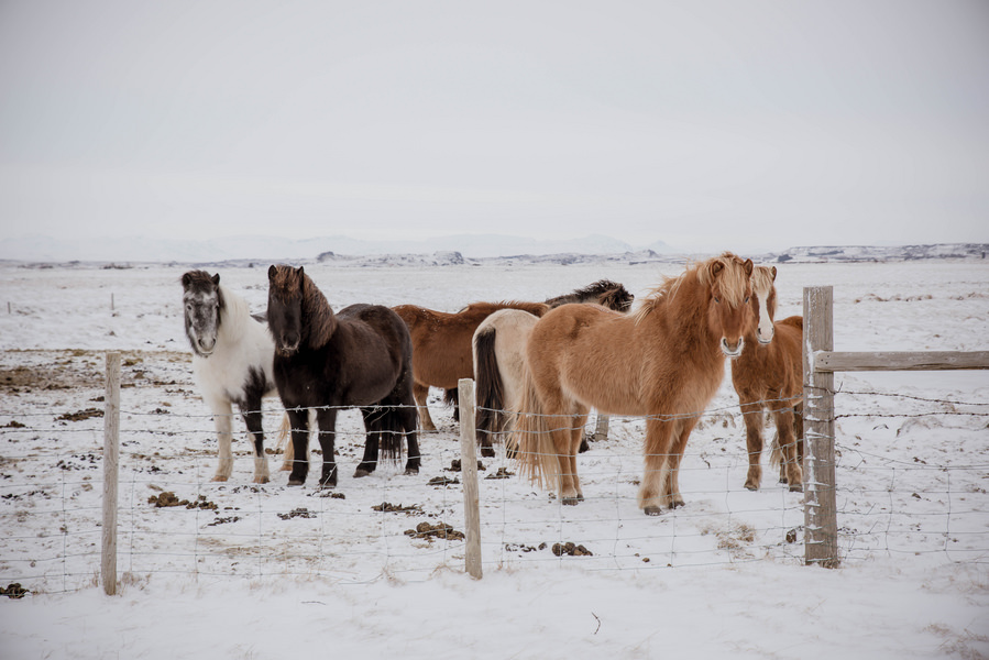 iceland-engagement-photos-4