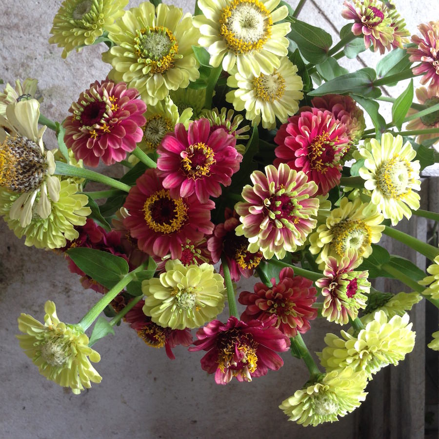 zinnia-wedding-flowers