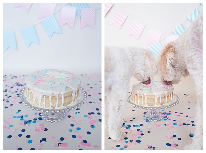 Dog Eats Gender Reveal Cake