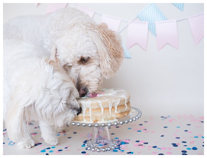 Unique Gender Reveal Idea: Dog Cake Smash