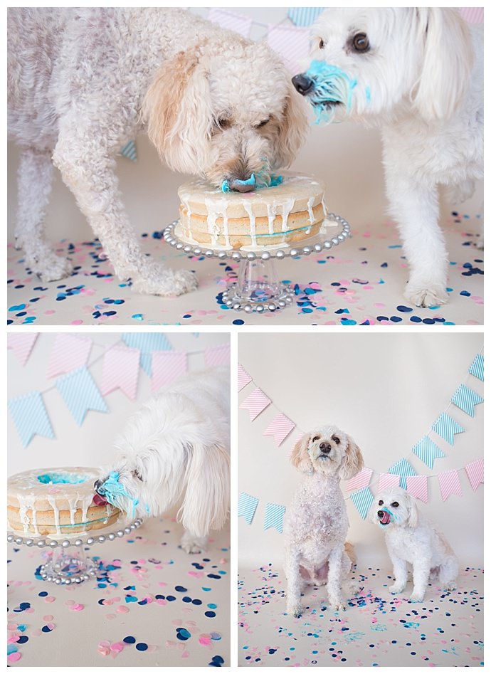 An Adorably Creative Dog Cake Smash Gender Reveal - Love Inc. MagLove