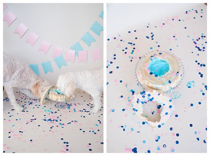 Dog eating cake gender reveal information