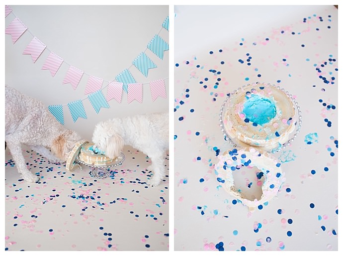 Unique Gender Reveal Idea: Dog Cake Smash