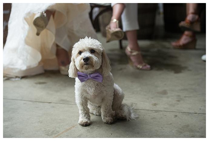 dog-wedding-bow-tie-carla-ten-eyck-photography