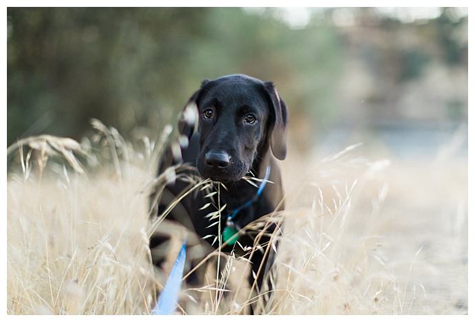 madison-lauren-photography-puppy-engagement-photos