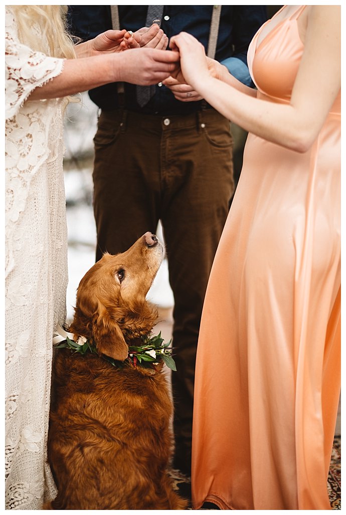 dogs-in-weddings-kate-merrill-photography