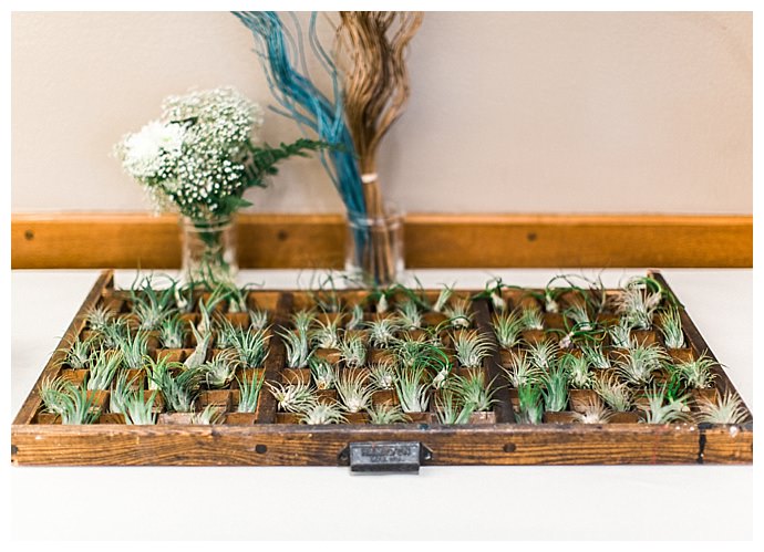 air-plant-wedding-favors-alexandra-knight-photography