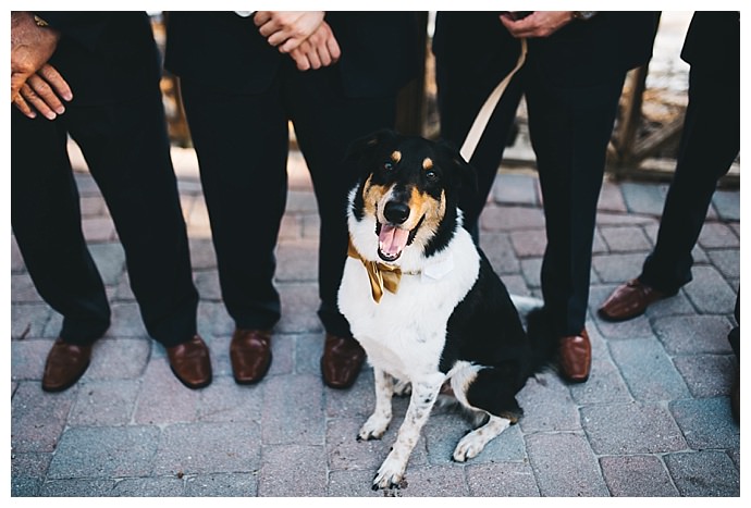 gold dog bow tie