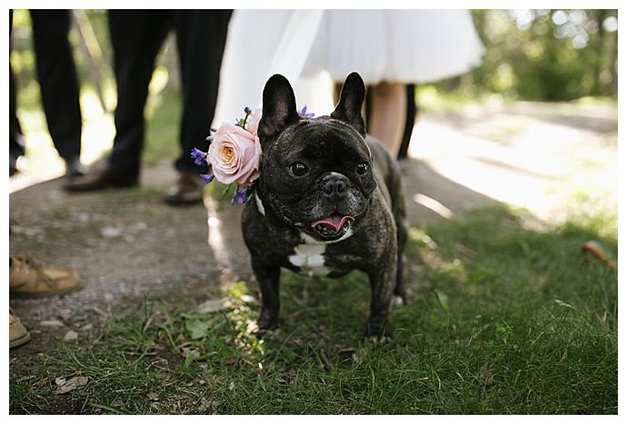 french bulldog flower girl