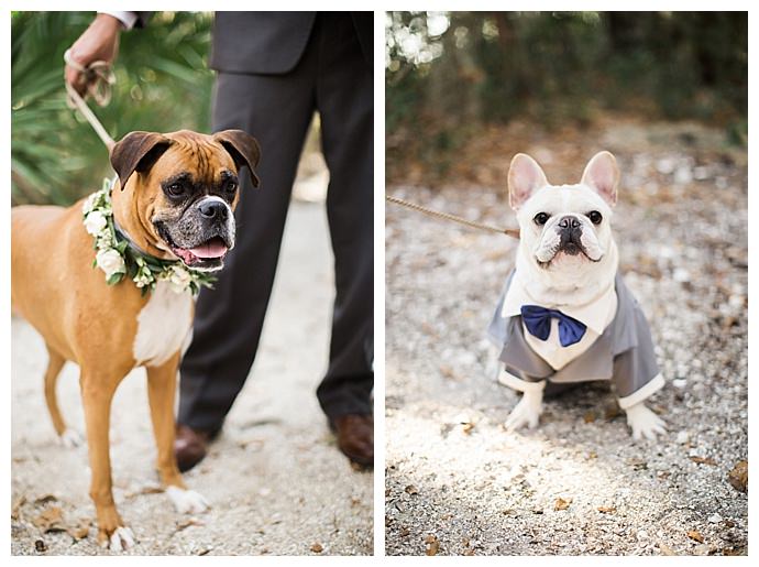 dog wedding attire