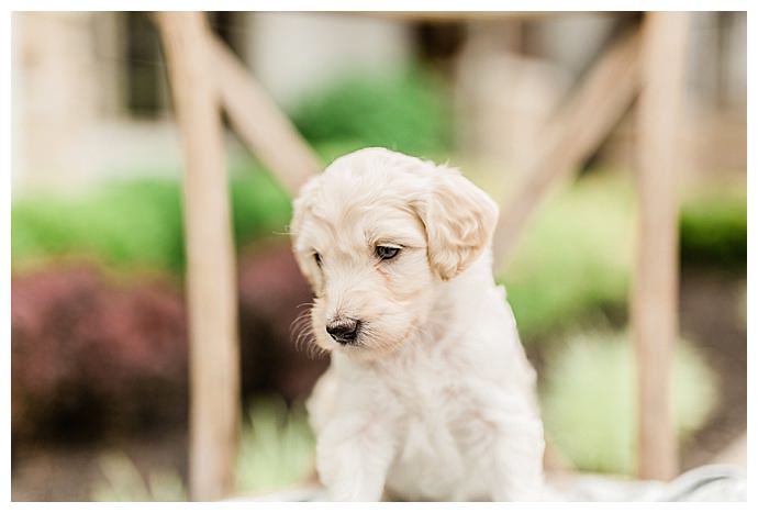 puppies in weddings