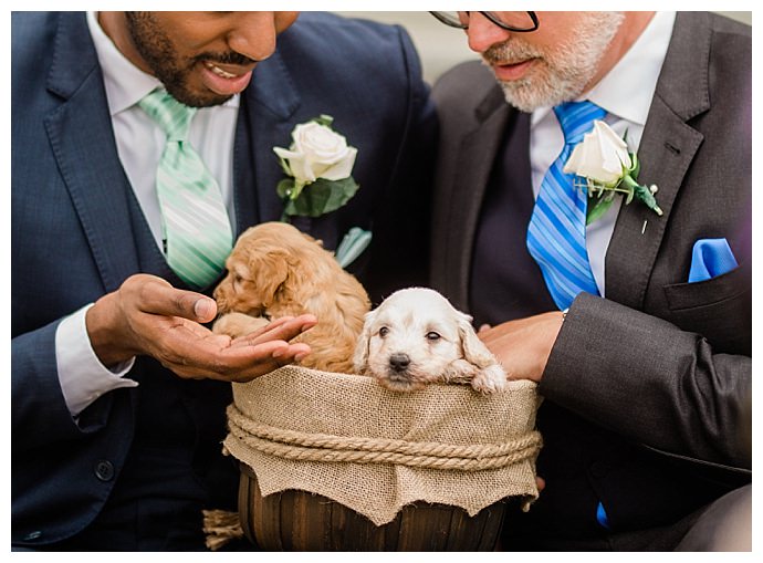 wedding puppies