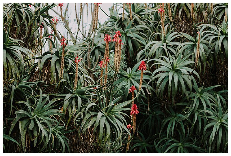 Balboa Park Engagement Session