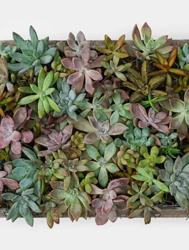 DIY Succulent Wall