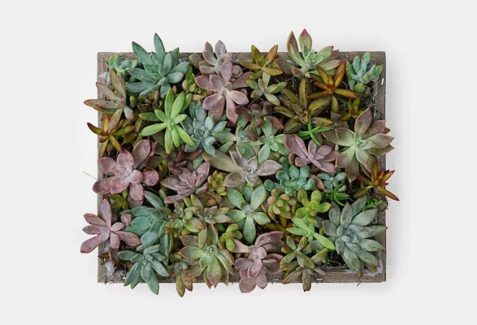 DIY Succulent Wall