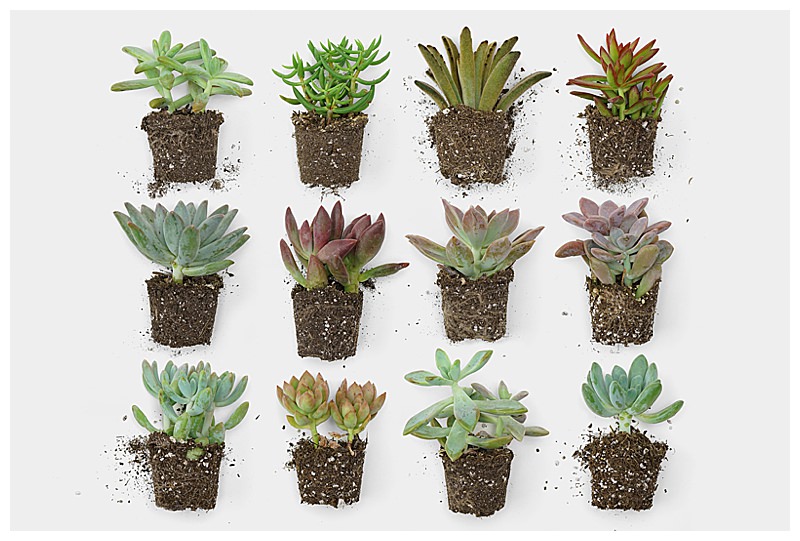 Succulent Types