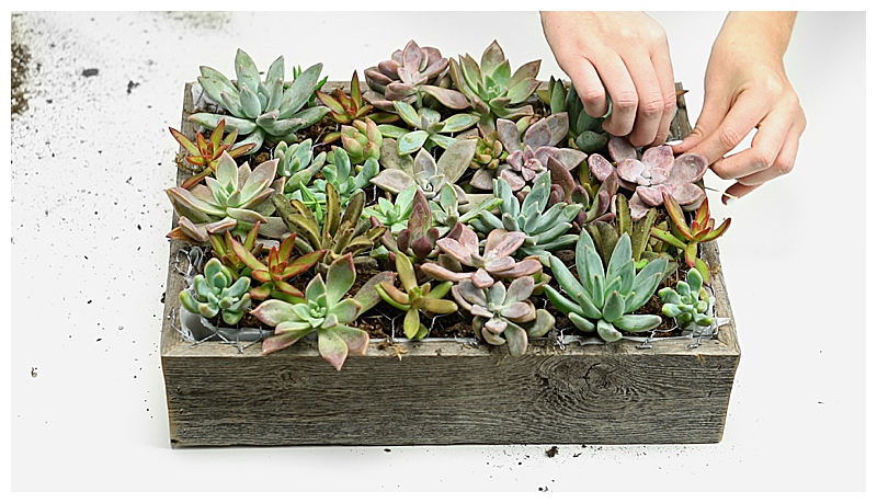 wedding-diy-succulent-wall