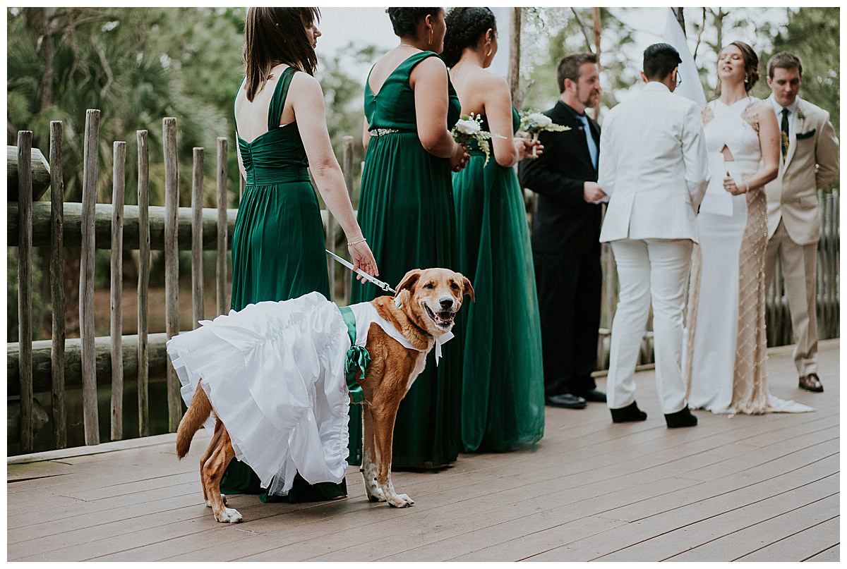 dog-wearing-a-bridesmaid-dress