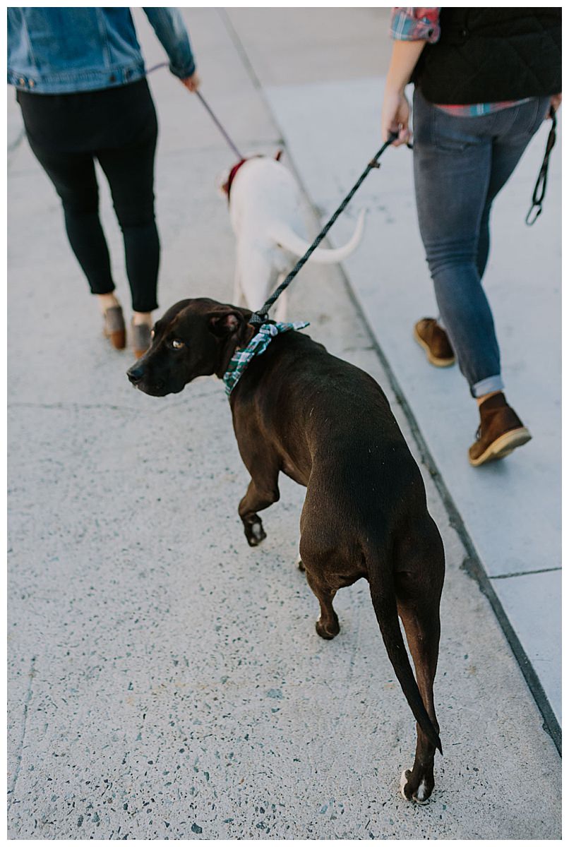 dogs-in-engagement-shoots