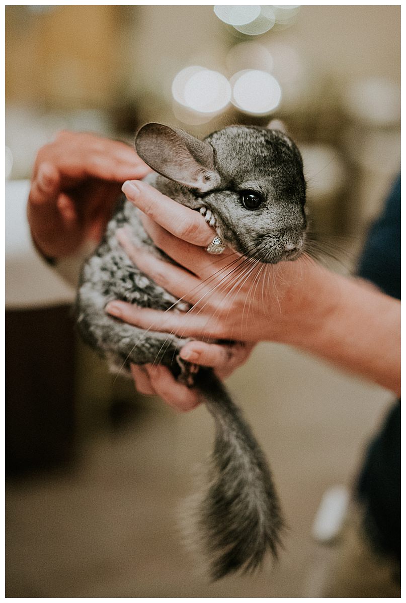 zoo-wedding-with-animal-handlers-1