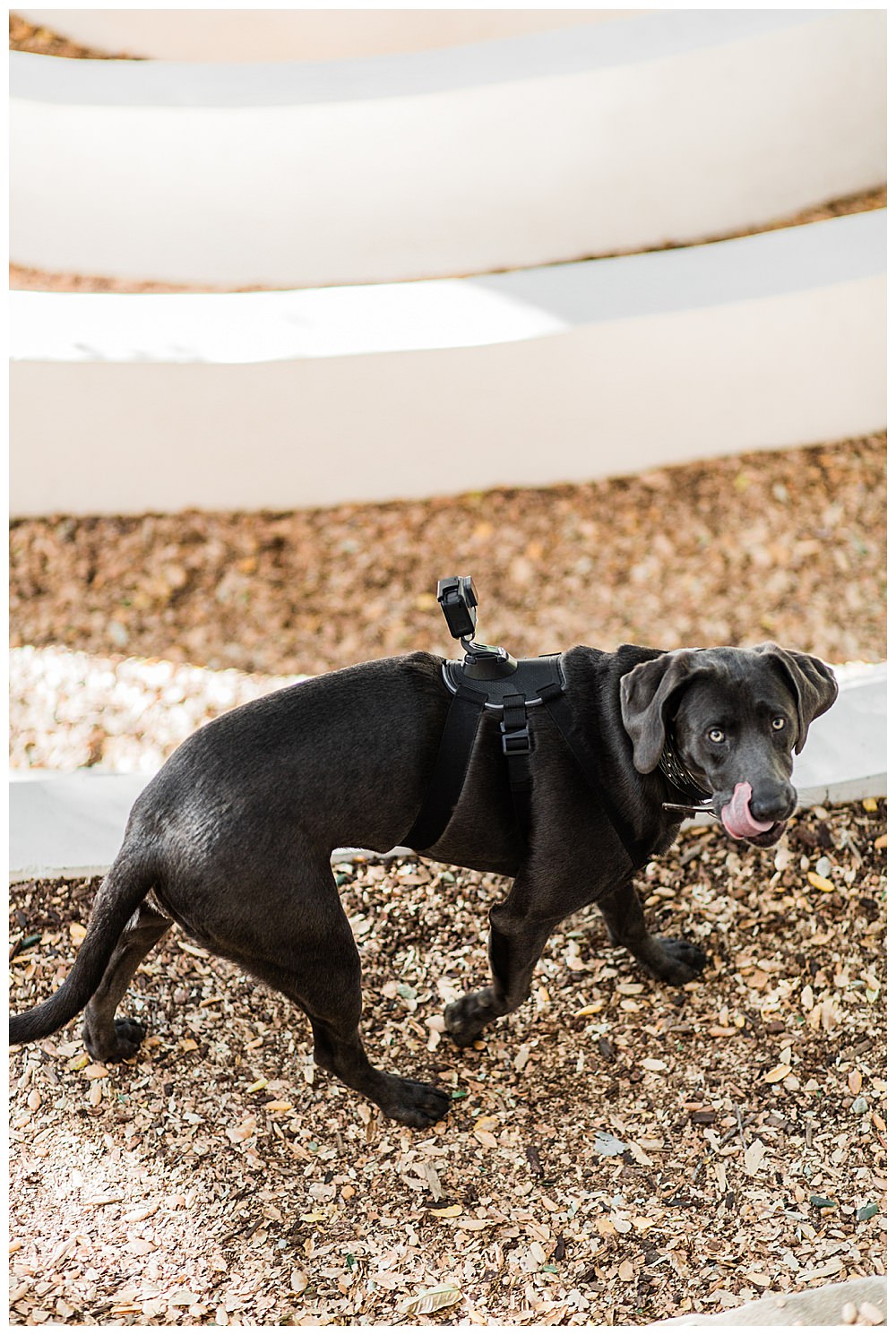 dog-go-pro-wedding-video