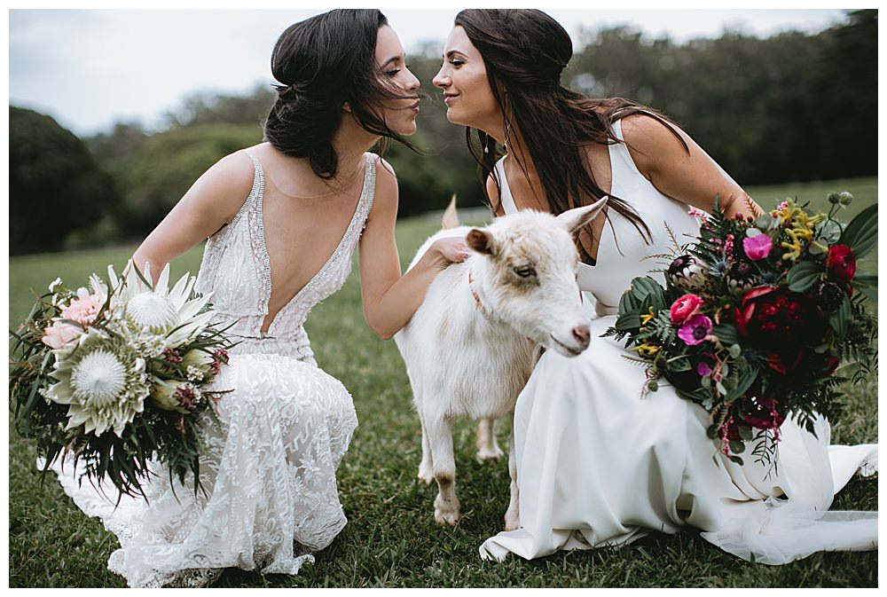 animals-at-weddings