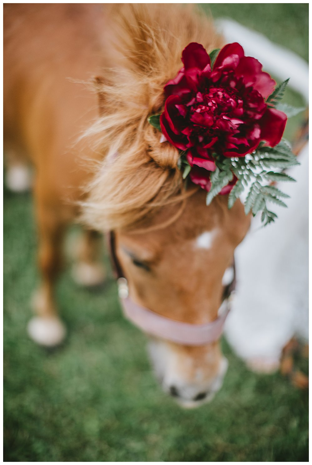 pony-with-flower-hat-wedding