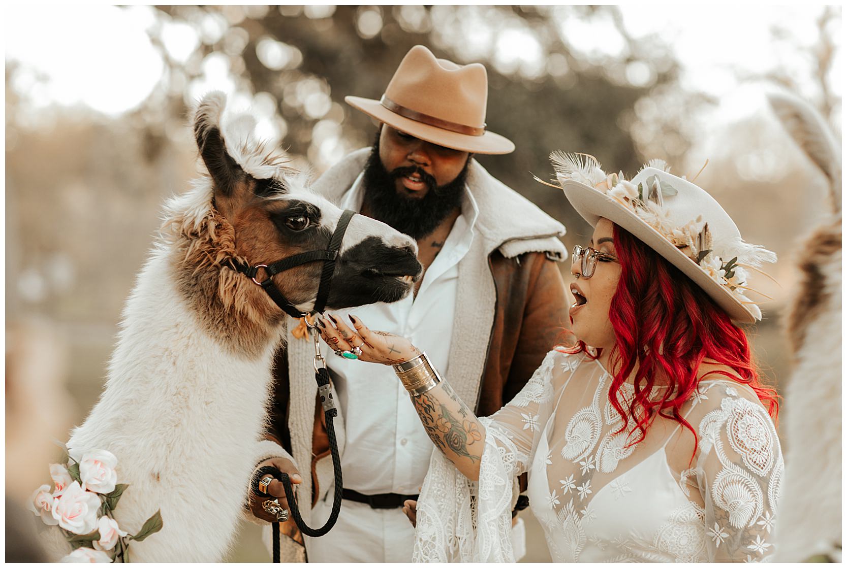 llama-wedding-animals