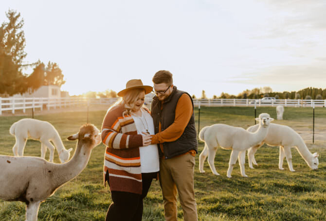 Alpaca Farm Expecting Shoot