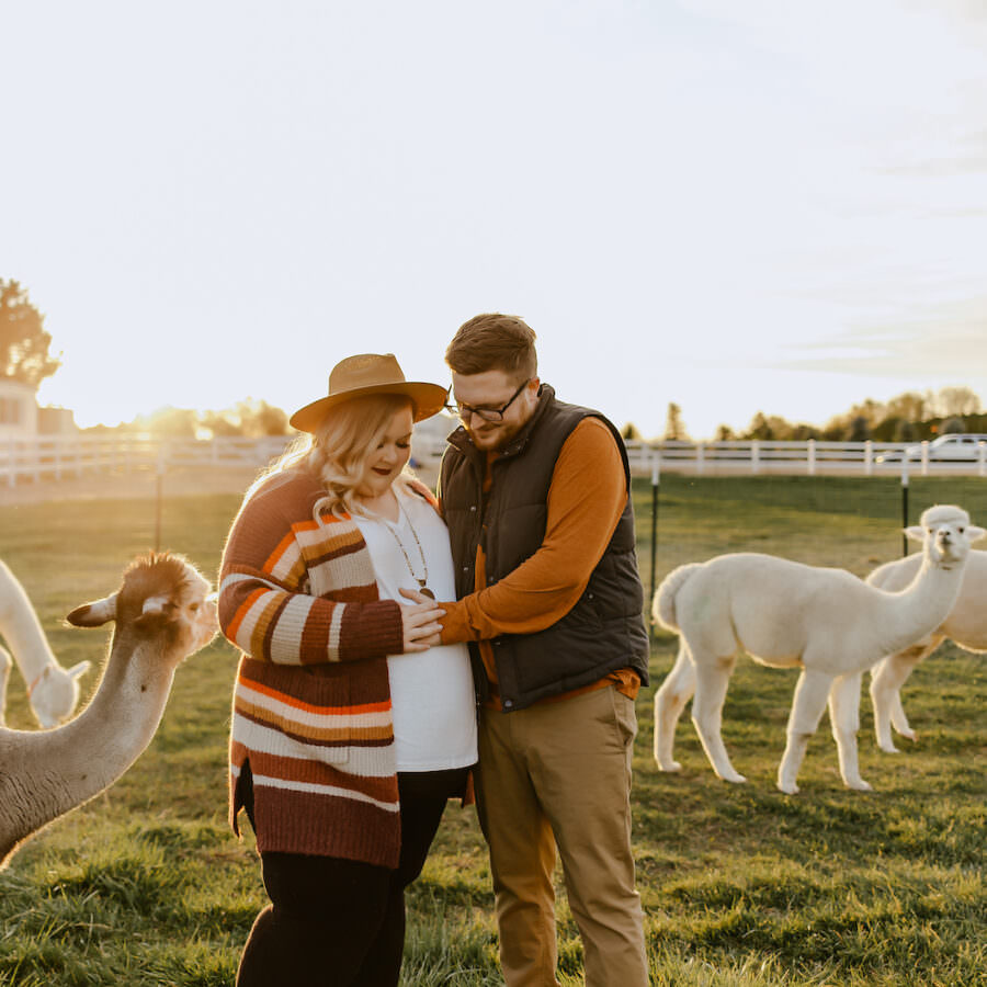Alpaca Farm Expecting Shoot