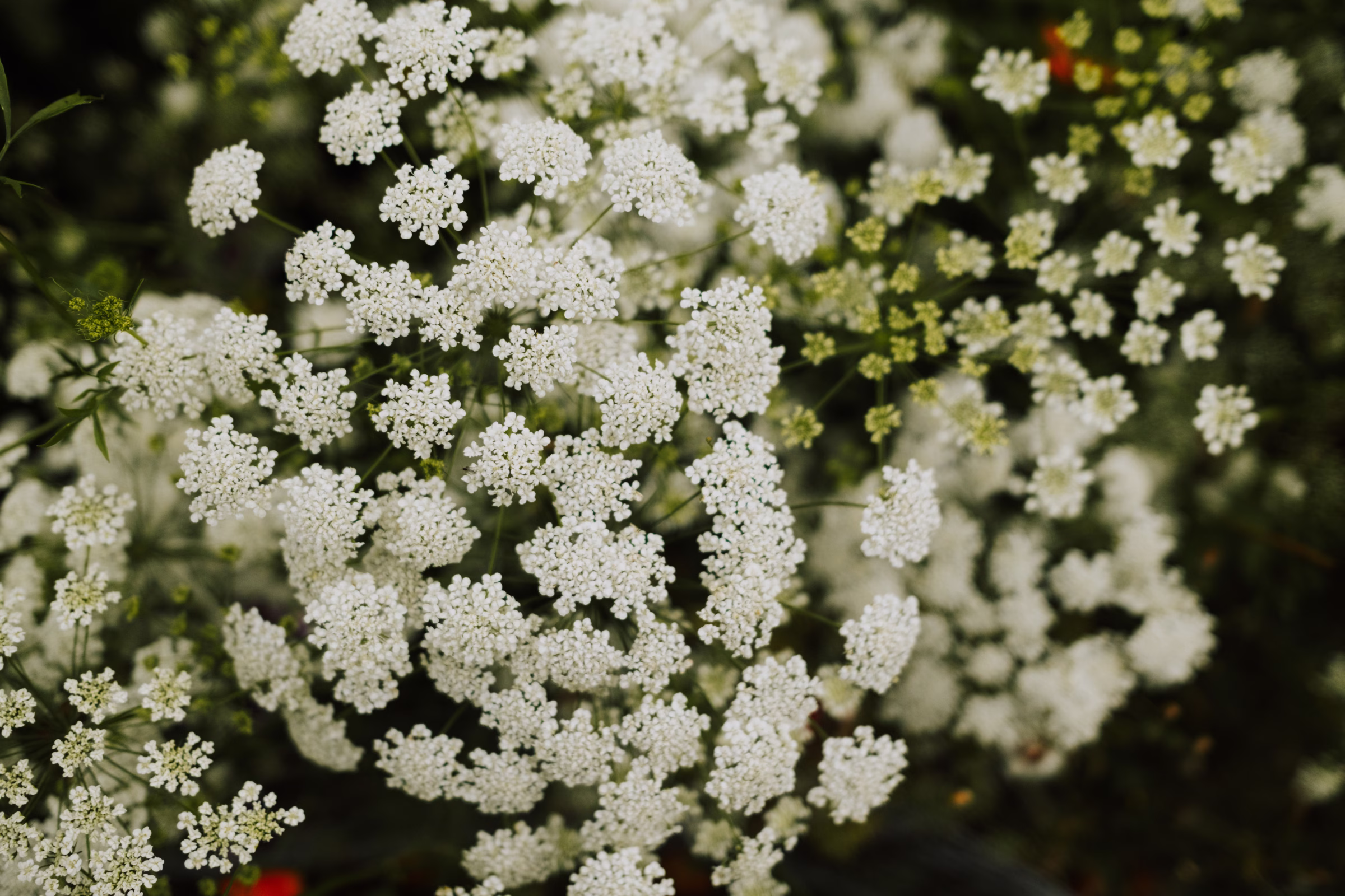taylor swift wedding bouquet - Love Inc. Mag – Equality-Minded® Weddings Taylor Swift’s Toss Bouquet May Reveal the Biggest Wedding Floral Trends of 2027
